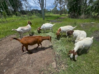 Quality Boer Goats - Bucks and Does