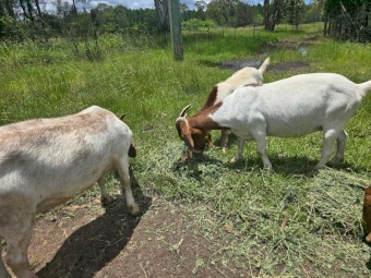 Quality Boer Goats - Bucks and Does