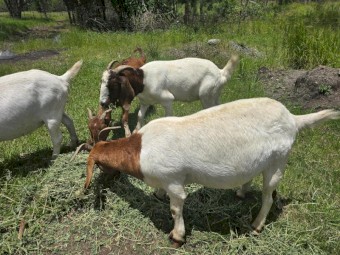 Quality Boer Goats - Bucks and Does