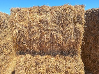 2024 Vetch/clover hay with volunteer cereals