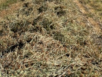200mt Rye and Clover Hay 8x4x4 Bales
