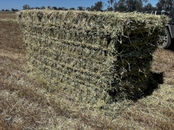 200mt Rye and Clover Hay 8x4x4 Bales