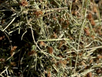 200mt Rye and Clover Hay 8x4x4 Bales