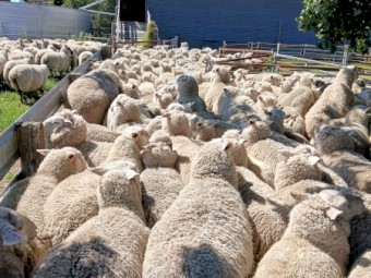 White Suffolk ewes Banquet bloodlines.