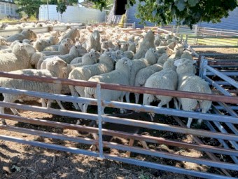 White Suffolk ewes Banquet bloodlines.