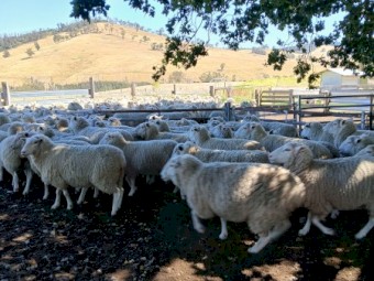 White Suffolk ewes Banquet bloodlines.