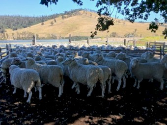 White Suffolk ewes Banquet bloodlines.