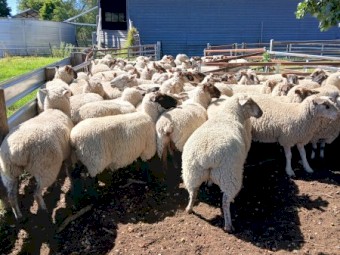 Black Suffolk ewes, 2021 drop, Banquet bloodlines