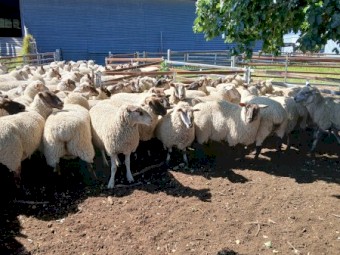 Black Suffolk ewes, 2021 drop, Banquet bloodlines