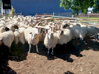 Black Suffolk ewes, 2021 drop, Banquet bloodlines