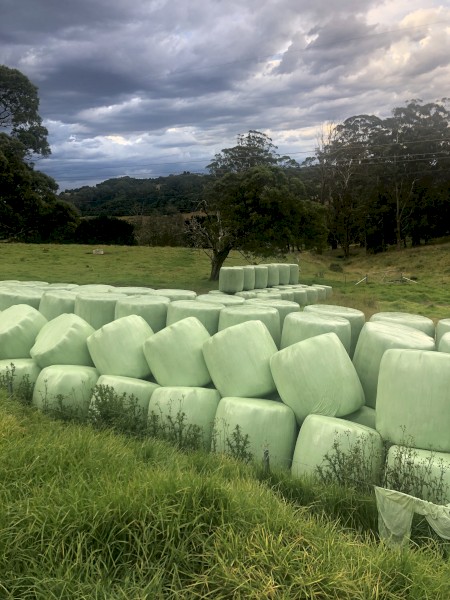 Silage for sale