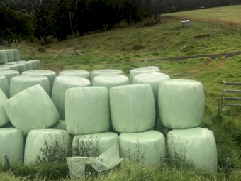 Silage for sale