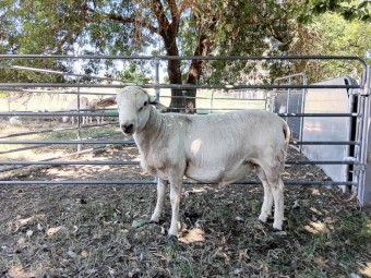 Australian White Rams