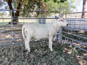 Australian White Rams