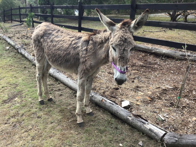 Female Donkey