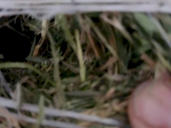 40 x Lucerne Hay 4x4 Round Bales