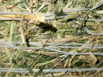 40 x Lucerne Hay 4x4 Round Bales