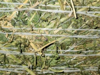 40 x Lucerne Hay 4x4 Round Bales