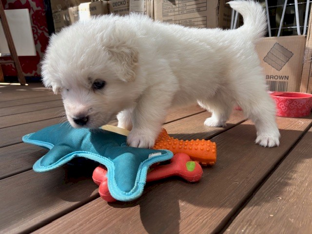 Maremma Sheepdog puppies, born 5/12/2024