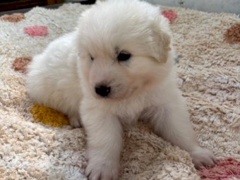 Maremma Sheepdog puppies, born 5/12/2024