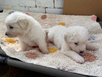 Maremma Sheepdog puppies, born 5/12/2024