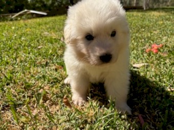 Maremma Sheepdog puppies, born 5/12/2024