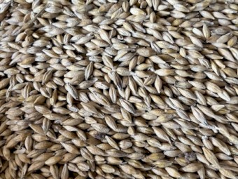 BAR1 Barley
