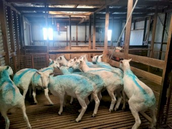 Rams Border Leicester 1.5 & 2.5 years