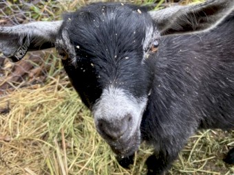Pygmy Wether Goats