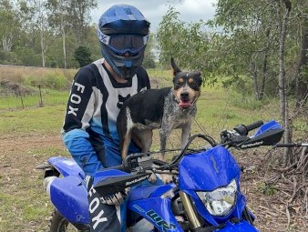 Blue Cattle Dog  (Urgent)