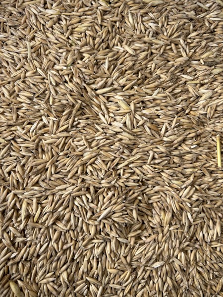 30mt Wallaby Oat Seed