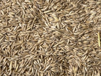 30mt Wallaby Oat Seed