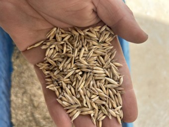 30mt Wallaby Oat Seed