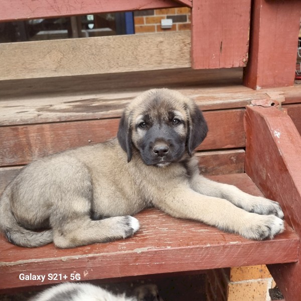 Anatolian shepherd / boz kangal