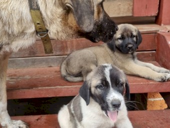 Anatolian shepherd / boz kangal