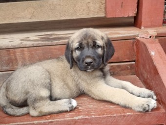 Anatolian shepherd / boz kangal