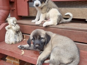 Anatolian shepherd / boz kangal