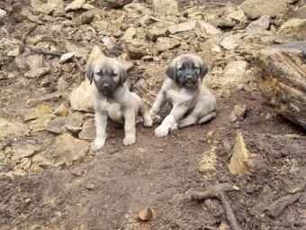 Anatolian shepherd / boz kangal