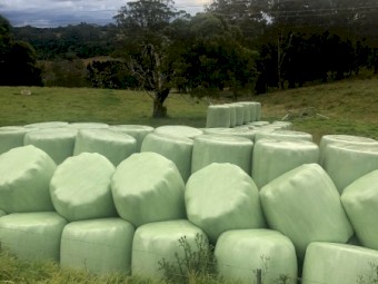 80 Bales of Pasture Silage