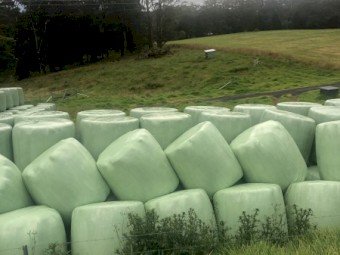 80 Bales of Pasture Silage