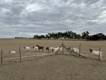 Male  Bush goats 