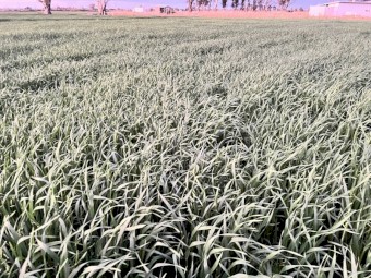 100mt Kingbale Oats