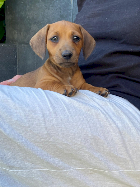 Jack Russell X Dachshund Puppies (Jack - Hound)