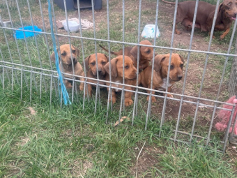 Jack Russell X Dachshund Puppies (Jack - Hound)