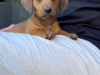 Jack Russell X Dachshund Puppies (Jack - Hound)