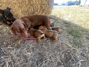 Jack Russell X Dachshund Puppies (Jack - Hound)