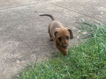 Jack Russell X Dachshund Puppies (Jack - Hound)