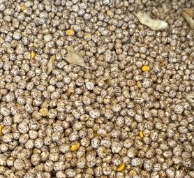 Mandelup Lupins 24/25 Season