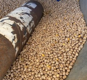 Mandelup Lupins 24/25 Season