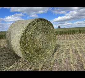 Wheaten Hay, Silage and Straw 5x4 Rolls